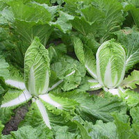 Cabbage, Chinese- Pak Choi- Green