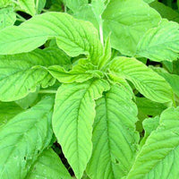 Choulai Green Edible, Amaranthus Green Edible Vegetable Seeds