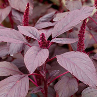 Choulai Red Edible, Amaranthus Red Edible Vegetable Seeds