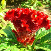 Cockscomb Red Seeds