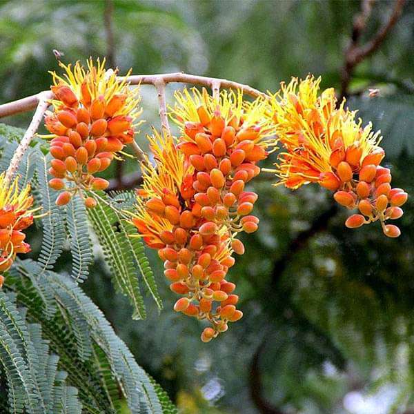 Colvillea Racemosa Golden Flower Tree Seeds