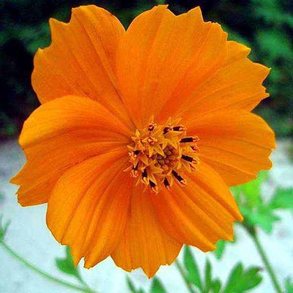 Cosmos Orange Seeds