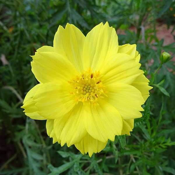 Cosmos Yellow Seeds