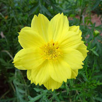 Cosmos Yellow Seeds