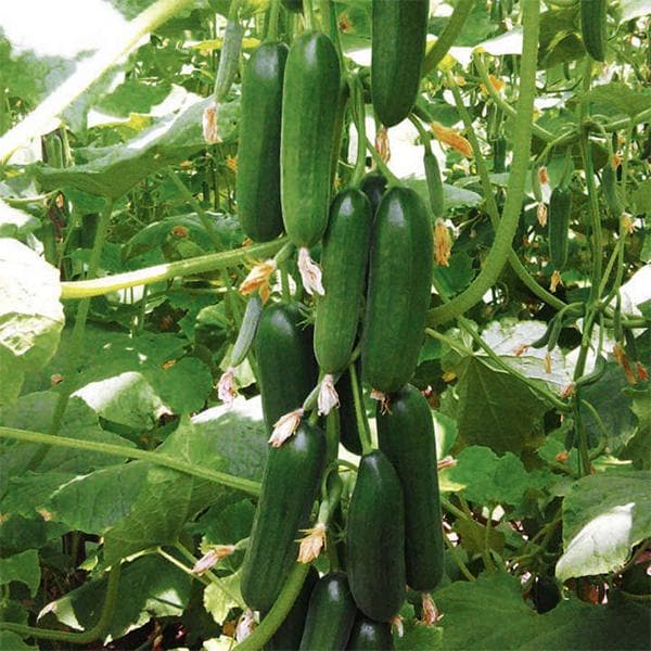 Cucumber Beit Alpha Hyb Vegetable Seeds