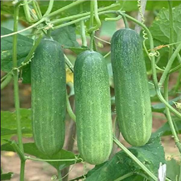 Cucumber Beit Alpha Hyb Vegetable Seeds