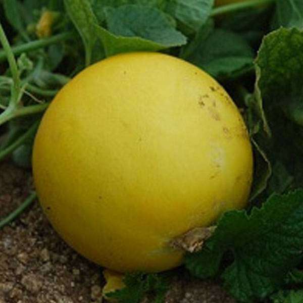 Cucumber Yellow Round Vegetable Seeds