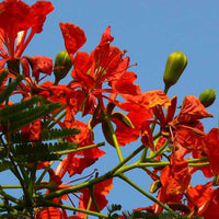 Delonix Regia Gulmohar Seeds