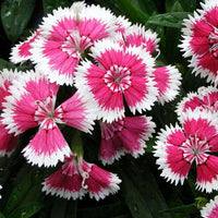 Dianthus Chinensis Flower Seeds