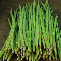 Drumsticks, Moringa Oleifera Vegetable Seeds