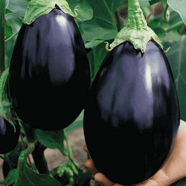 Egg Plant Black Beauty Vegetable Seeds