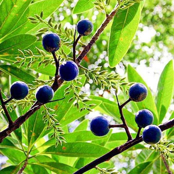 Sacred Rudraksha Tree Seeds