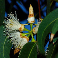 Eucalyptus Tereticornis Tree Seeds