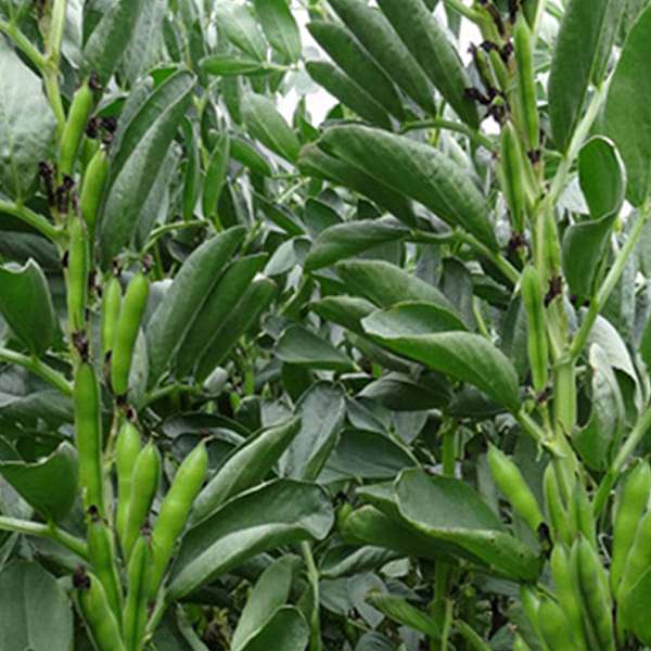 Fava Beans Selection Bakla Vegetable Seeds