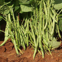 France Beans Selection Vegetable Seeds