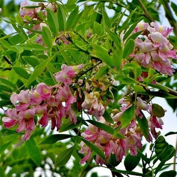 Gliricidia Maculata & Gliricidia Sepium Seeds