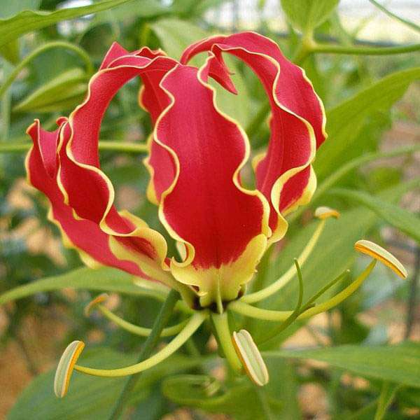 Gloriosa Superba Seeds