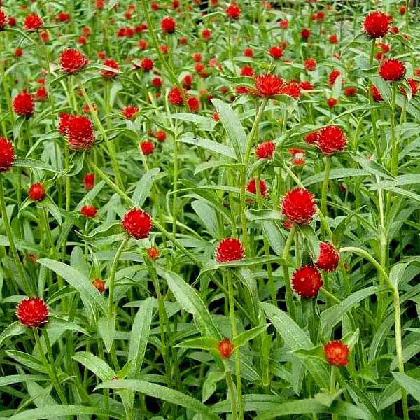 Gomphrena Haageana Strawberry Seeds