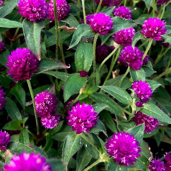 Gomphrena Purple Desi Flower Seeds