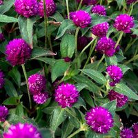 Gomphrena Purple Desi Flower Seeds