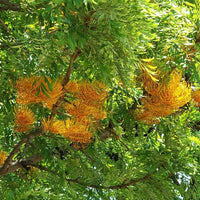 Grevillea Robusta  Tree Seeds