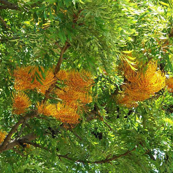 Grevillea Robusta  Tree Seeds