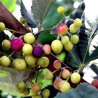 Phalsa Seeds