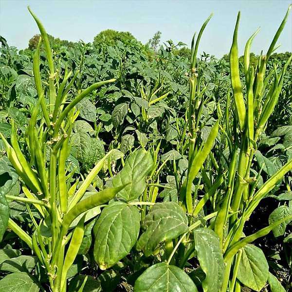 Guar Phali Hybrid, Cluster Beans Vegetable Seeds