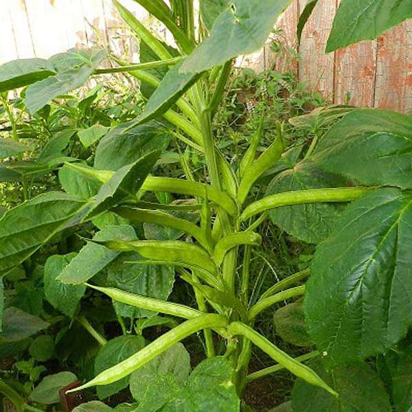 Guar Pusa Nova Vegetable Seeds