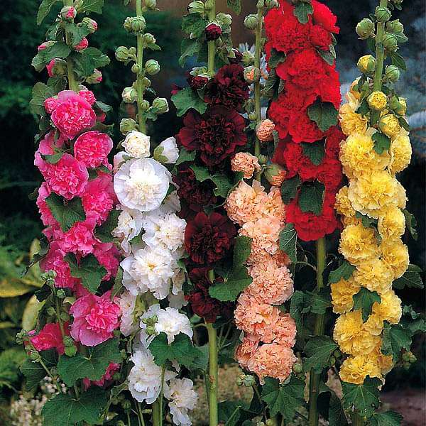 Hollyhock Dwarf Seeds