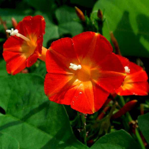 Ipomoea Morning Glory Flower Seeds