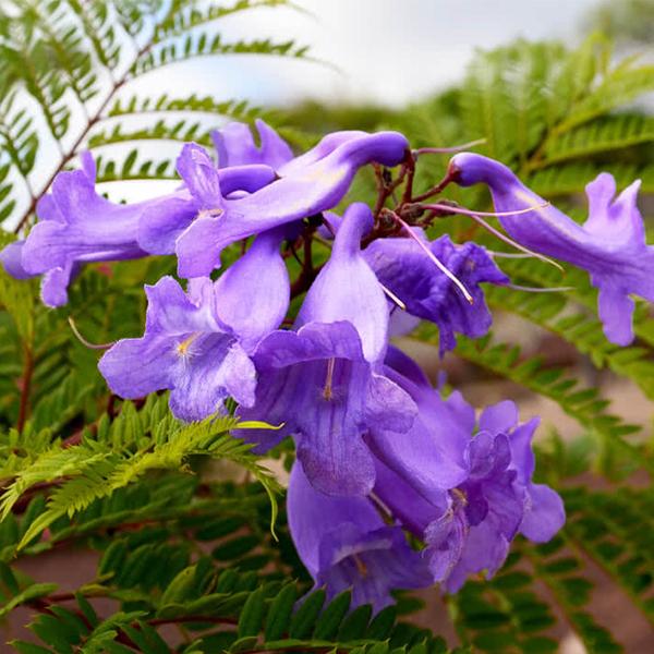 Jacaranda Mimosifolia  Seeds