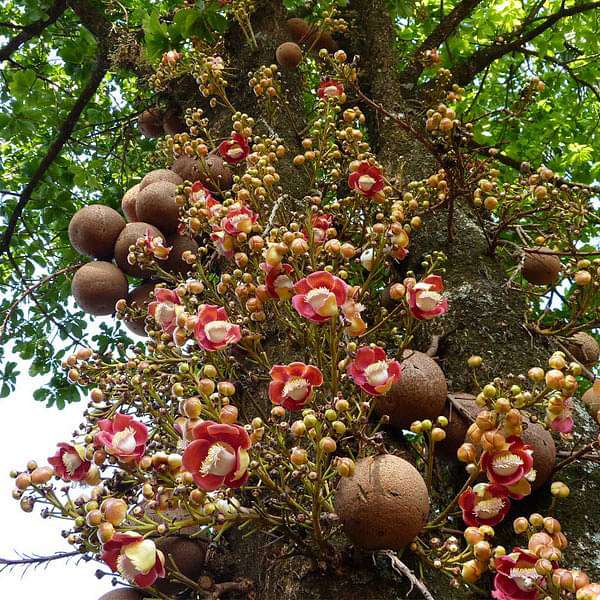 Kailashpati Cannonball Tree Seeds