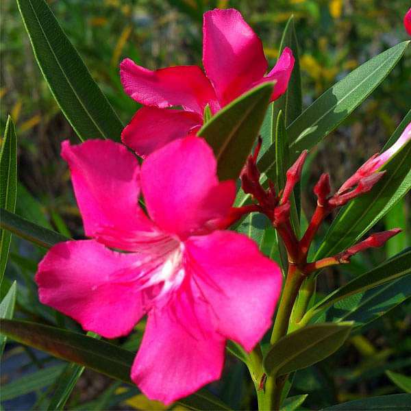 Nerium Oleander  Kaner Flower Seeds