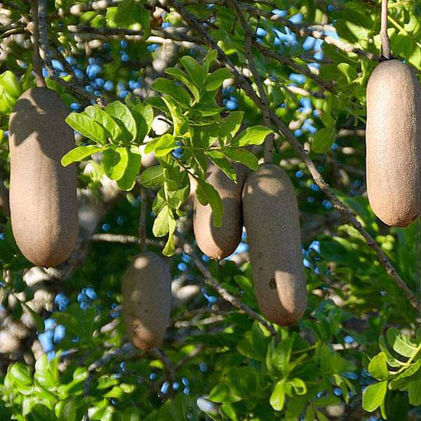 Kigelia Africana Sausage Tree Seeds