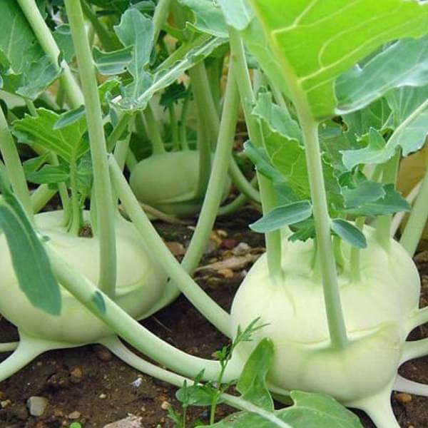 Knol Khol Hybrid Vegetable Seeds