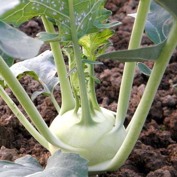 Knol Khol White Vegetable Seeds