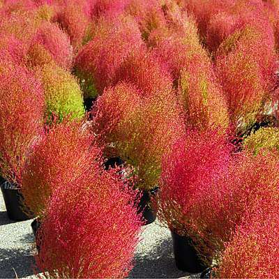 Kochia Burning Bush Flower Seeds