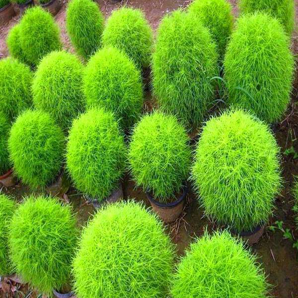 Kochia Plant, Burning Bush Seeds