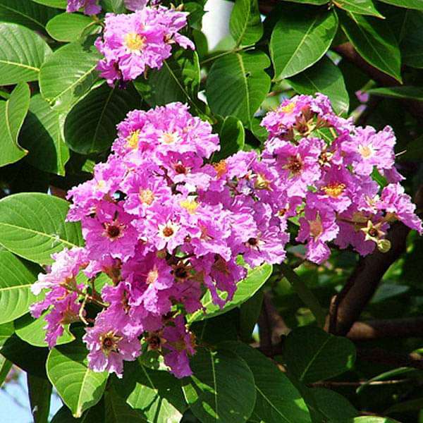 Lagerstroemia Floribunda Seeds