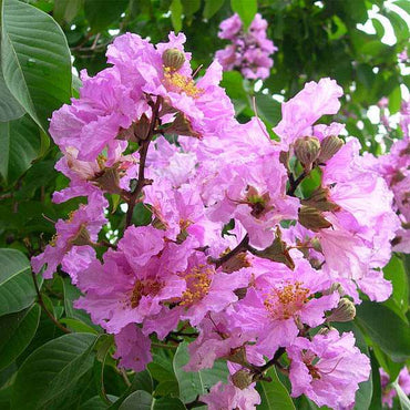 Lagerstroemia Speciosa Seeds