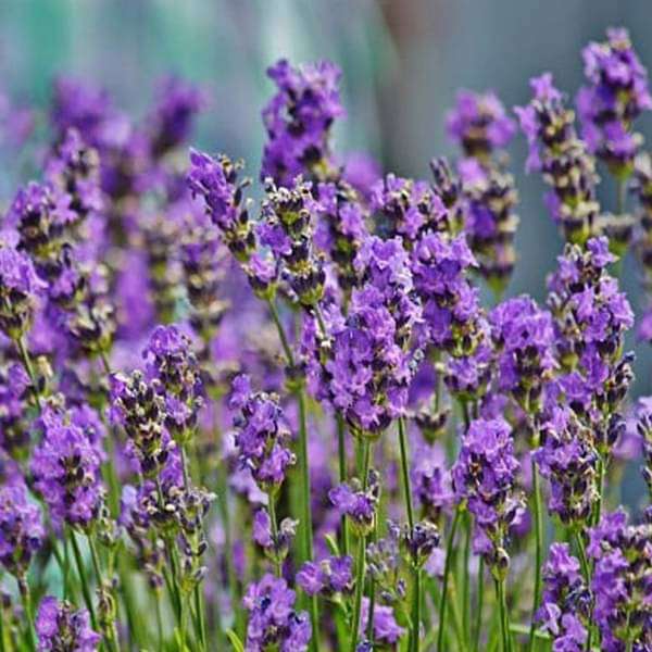 Lavender Seeds