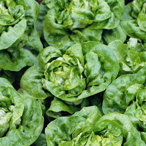 Lettuce Butter Crunch Organic Vegetable Seeds