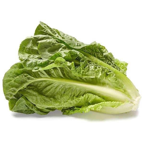 Lettuce Salad Crisp Head Great Lakes Green Vegetable Seeds