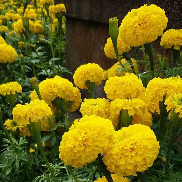 Marigold Inca Yellow Seeds