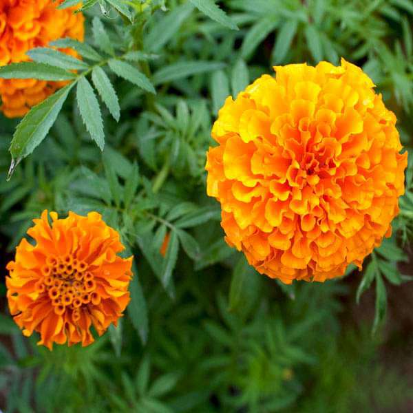 Marigold Orange Dwarf Double Seeds