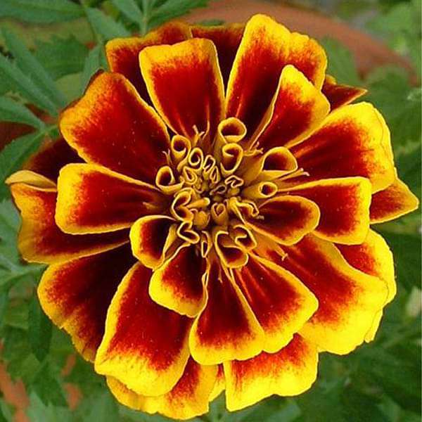 Marigold Jafri Desi Flower Seeds