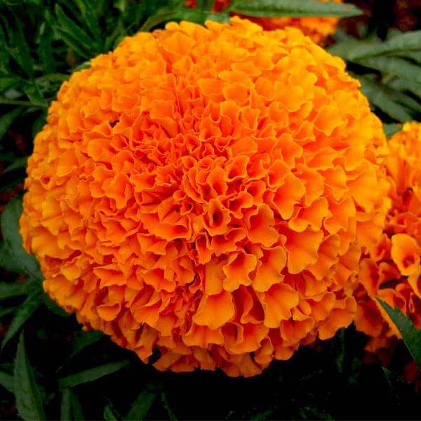 Marigold Perfection Orange Flower Seeds