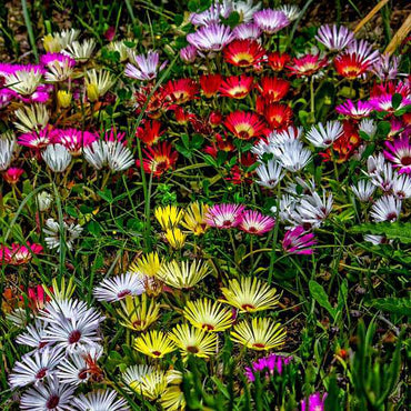 Ice Plant