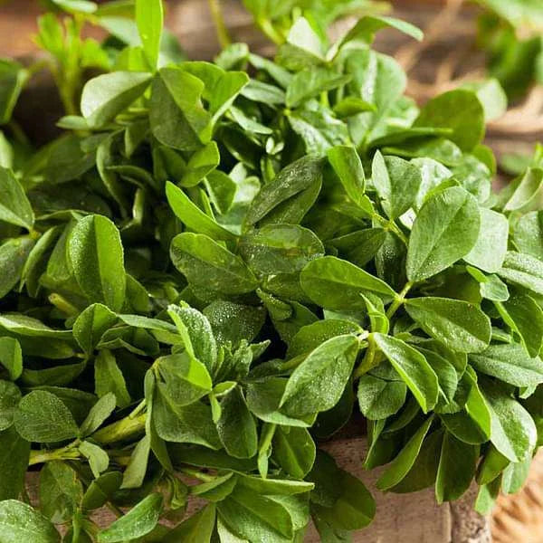 Methi Kasturi, Fenugreek Vegetable Seeds